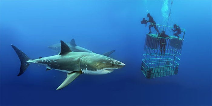 Shark cage diving on the Nautilus Explorer