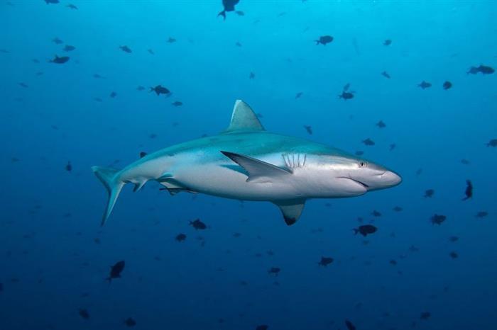 Tiburones de arrecife en las Maldivas