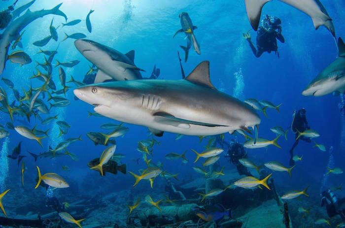 shark diving in maldives