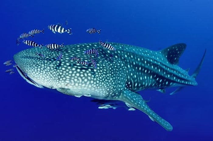 Whale Sharks in Thailand