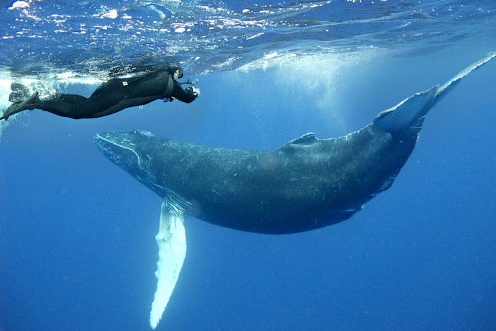 Humpback whales in Mexico