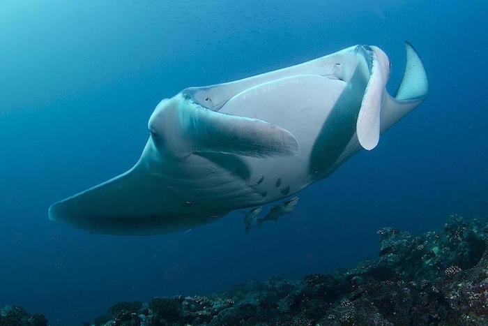 manta rays in maldives