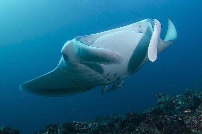 Manta in the Maldives - Emperor Maldives liveaboards