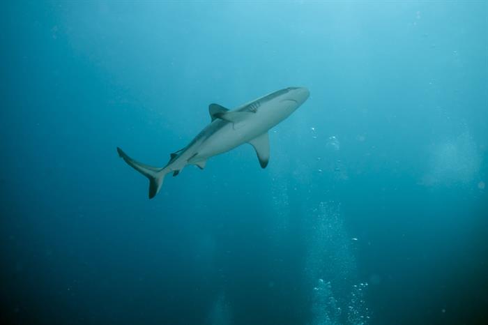 Tiburones en Australia Occidental