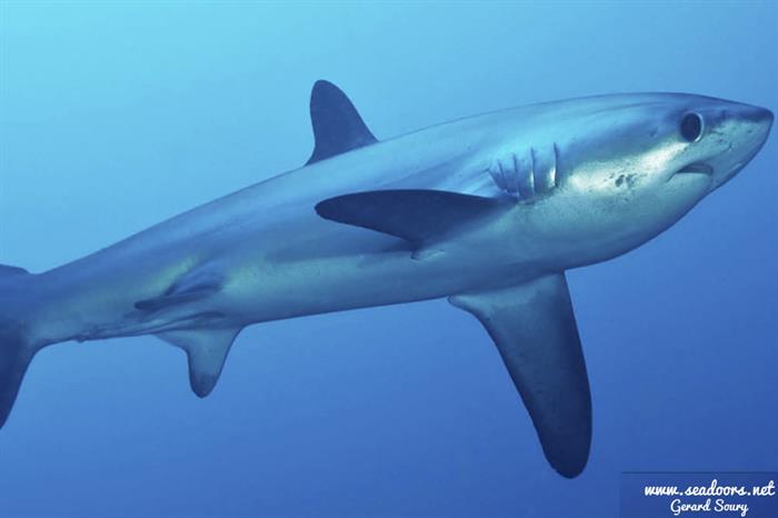 Thresher shark