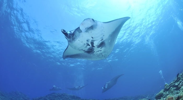 Mantas em Komodo, Indonésia