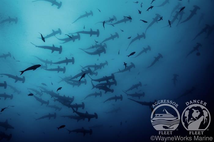 Schooling Hammerheads at Cocos Island