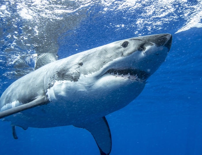 Great White Sharks Guadalupe