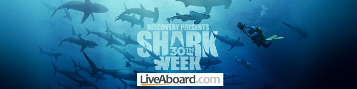 sharkweek_banner