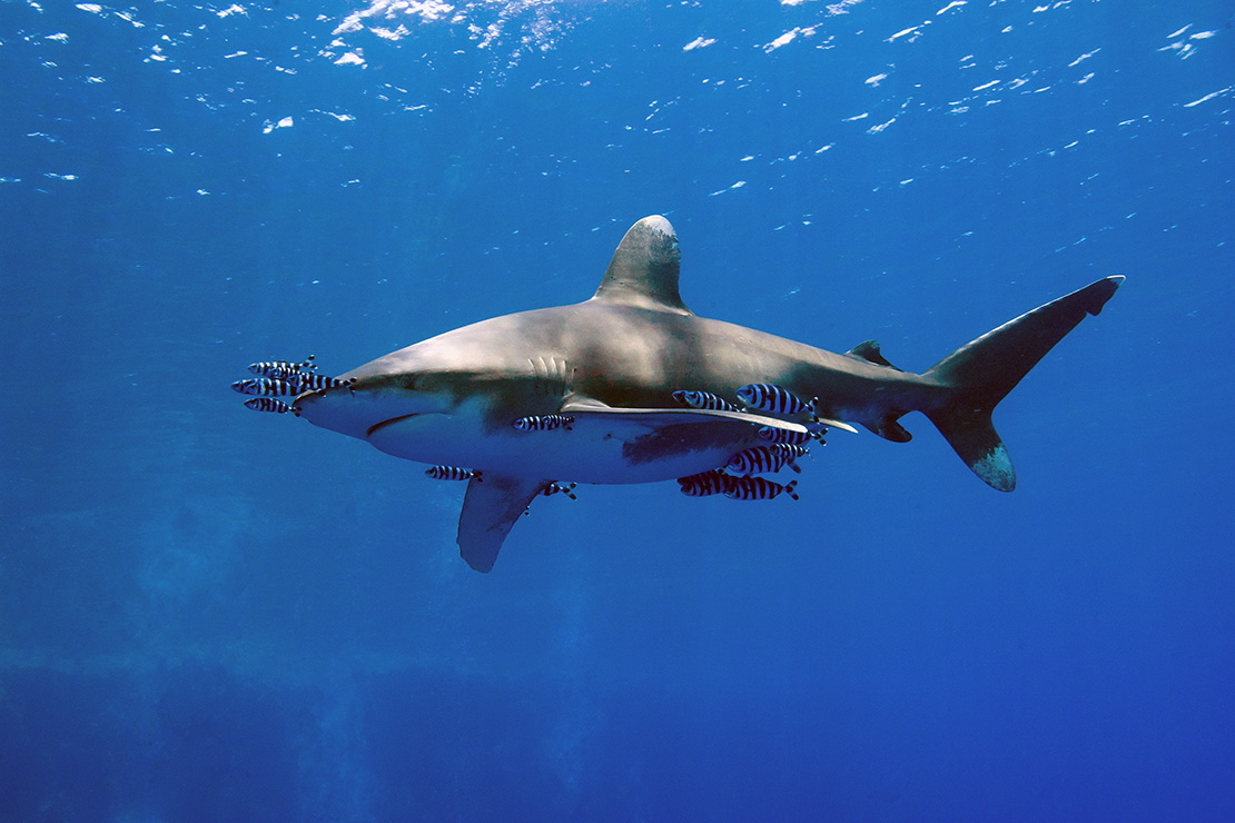 Oceanic Whitetip Shark