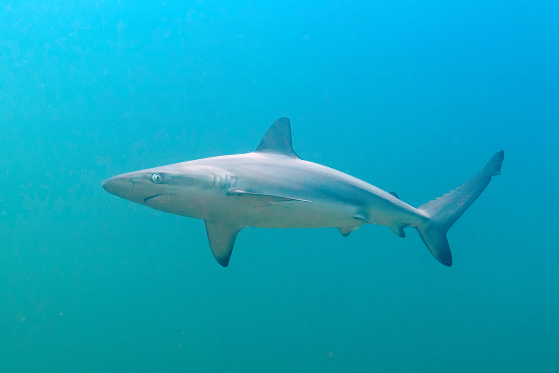 Dusky Shark