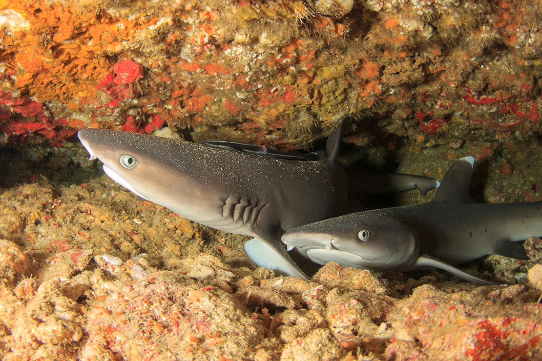 Whitetip Reef Shark