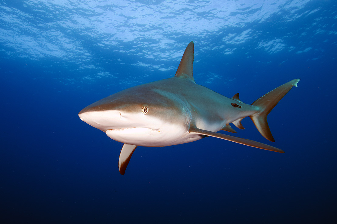 Silky Shark