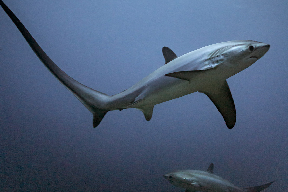 Thresher Shark