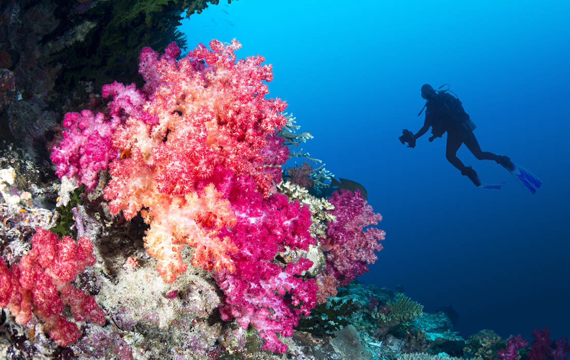 Soft Coral in Fiji