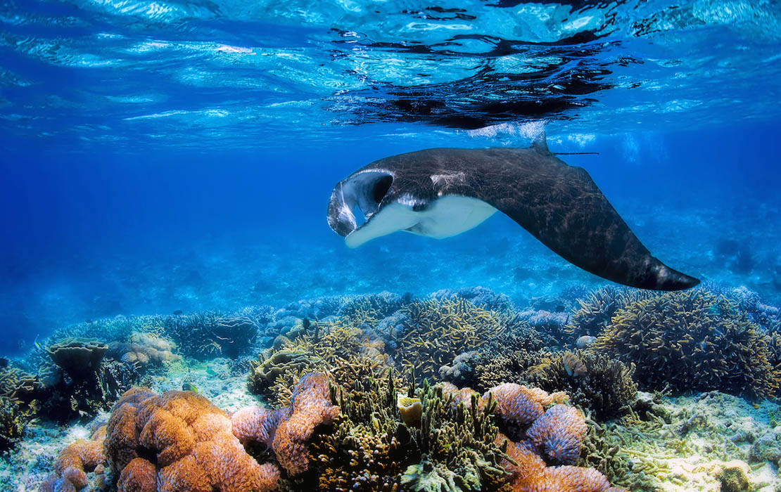 Scuba Diving - Coral Divers