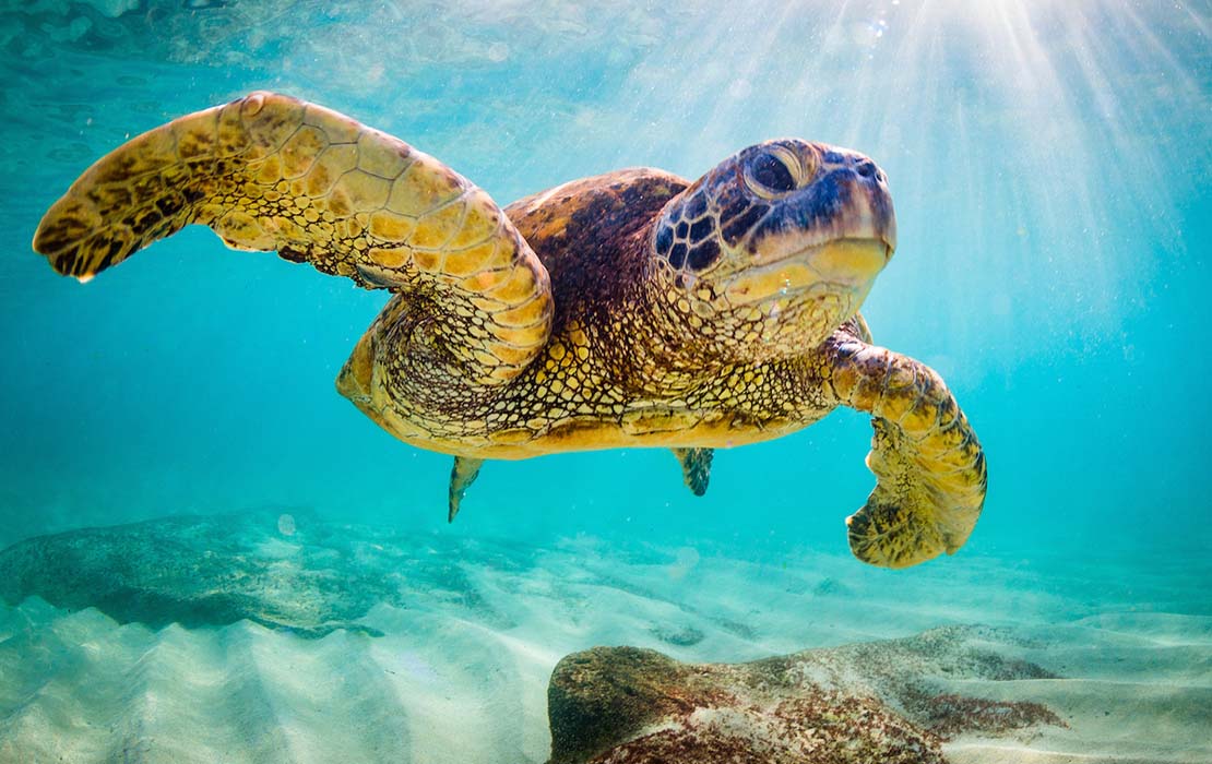 Sea turtle in Wakatobi National Park, Indonesia