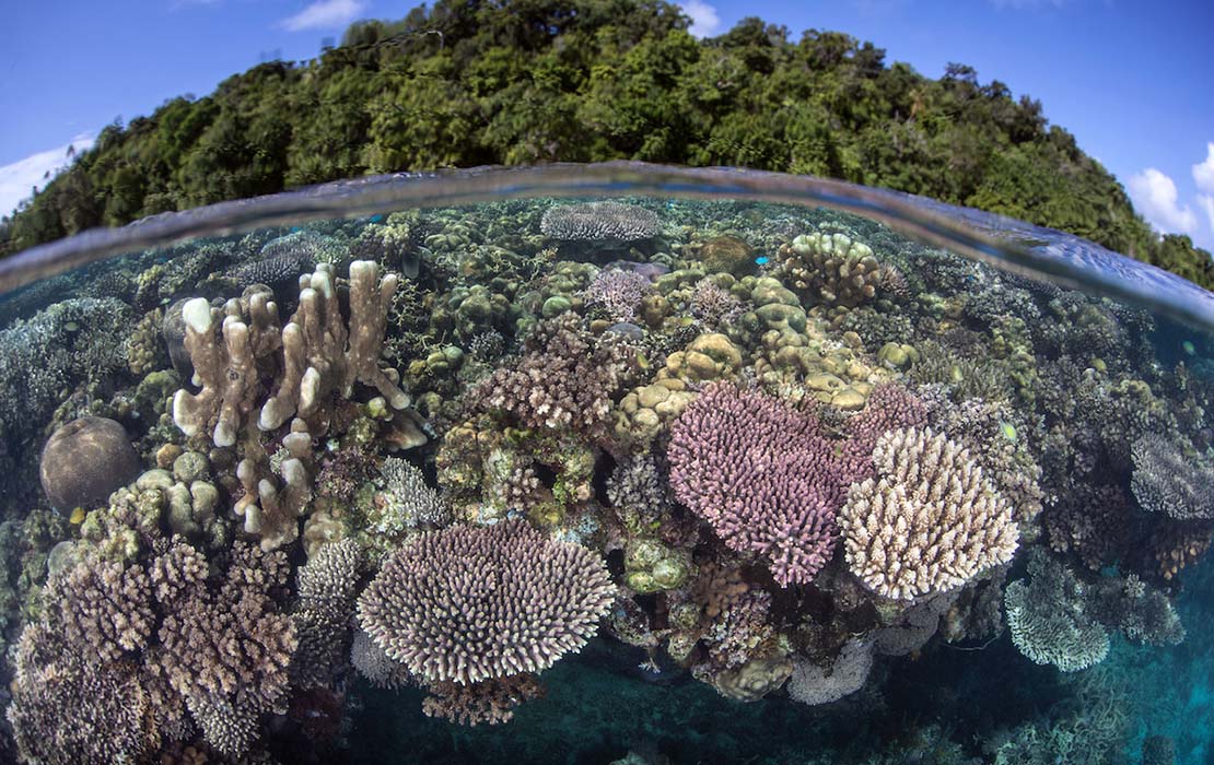 Purple Staghorn coral is one of the species of coral that you'll regularly  see at most of our snorkel sites on the reef. One of the fast