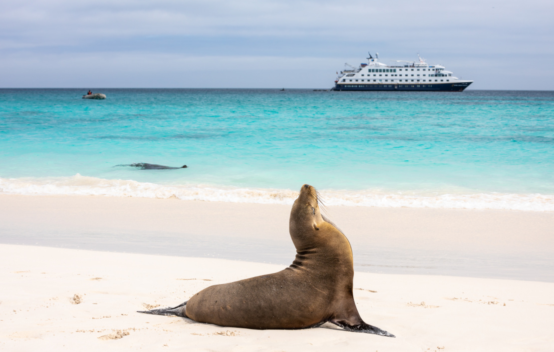Galapagos beach with Sea Lion and ship in background