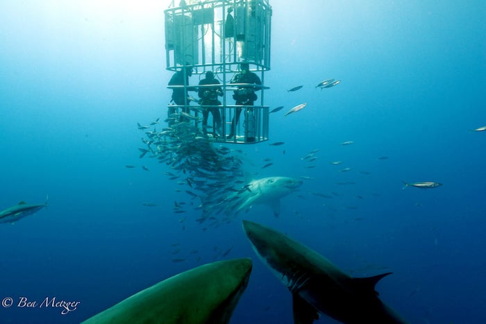 Great White Sharks Guadalupe