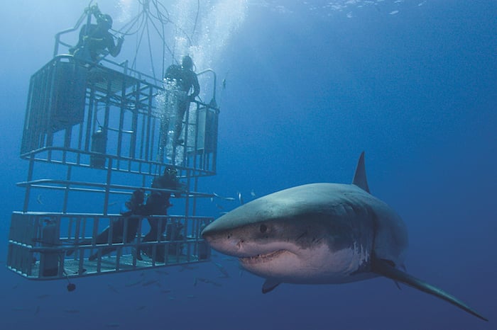 broken shark cage diving