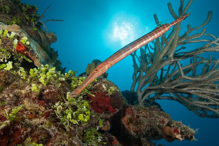 Wall diving in Turks & Caicos - Explorer Ventures