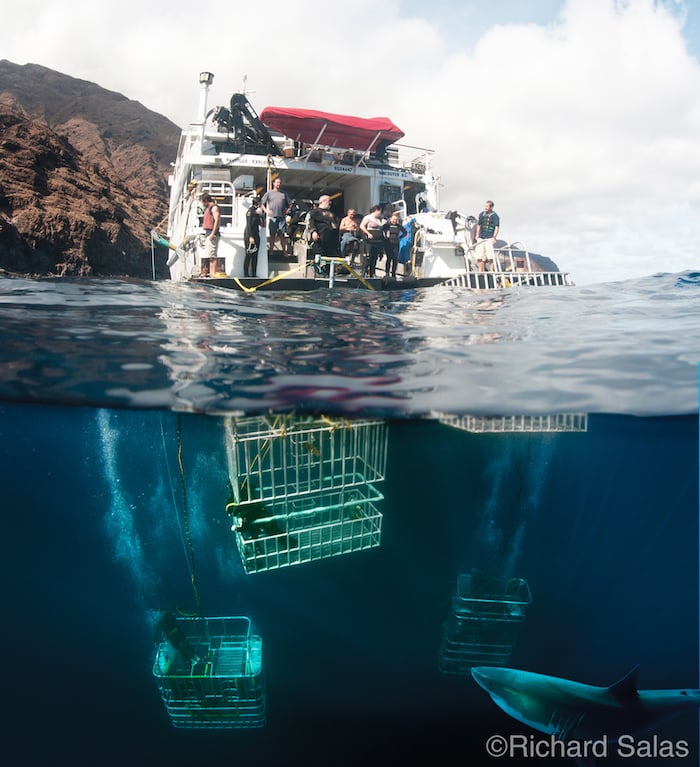 Cages for diving with sharks in Guadalupe