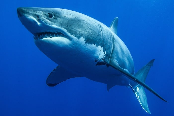 Great White Shark cage diving Guadalupe