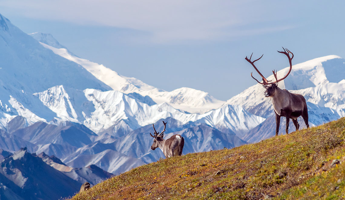 Ciervo en la montaña de Alaska