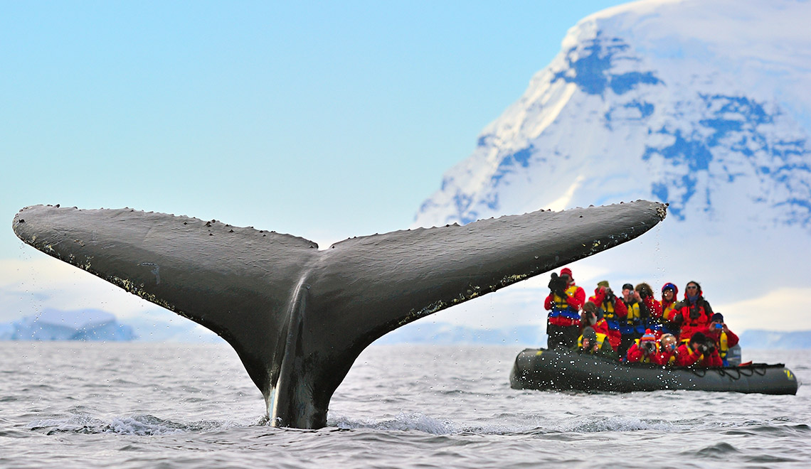 Expedición fotografiando cola de ballena