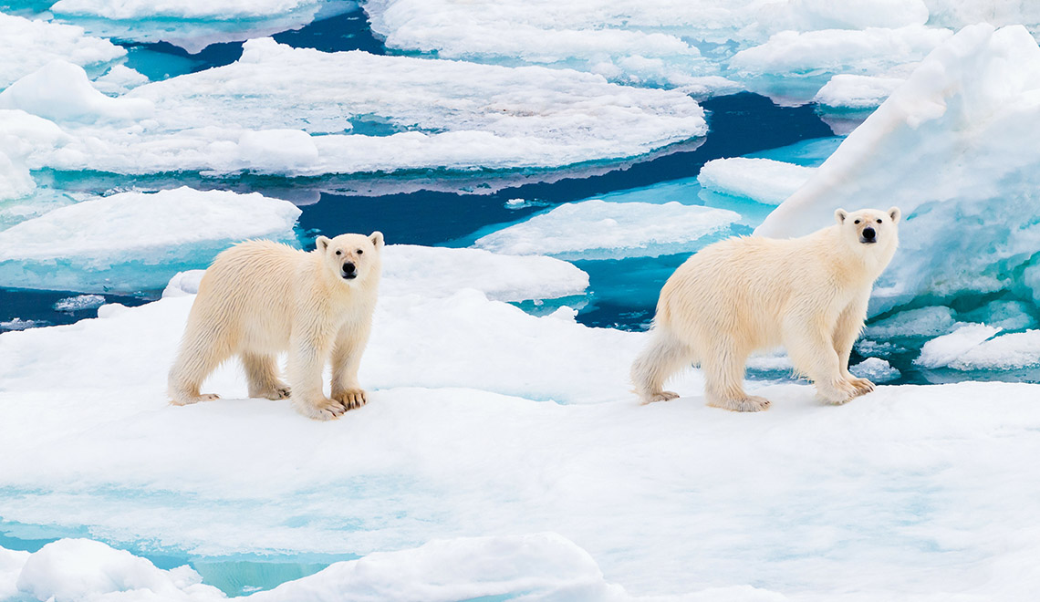 Osos polares en el hielo