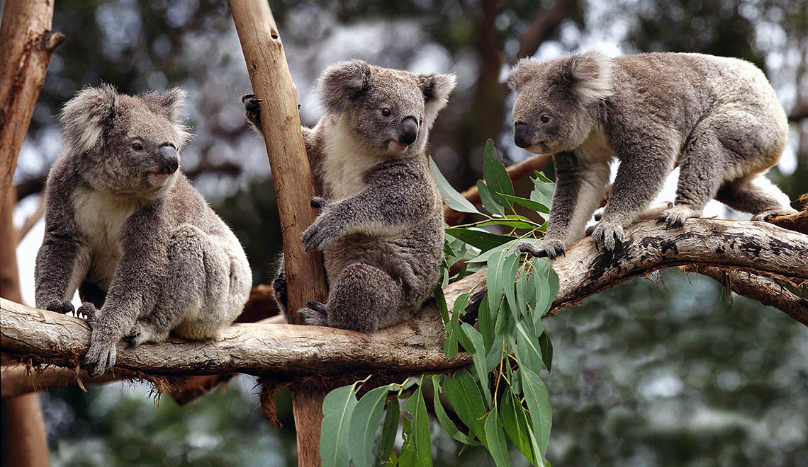 Koalas en un árbol en Australia