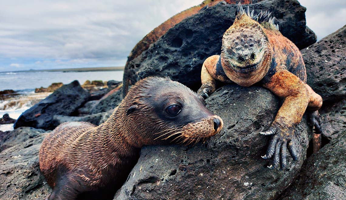 Cría de foca e iguana marina en la playa de Galápagos