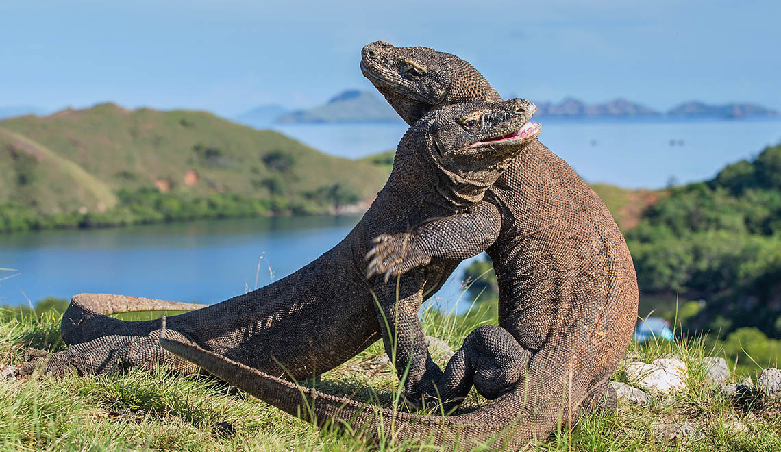 Dragones de Komodo luchando, Indonesia