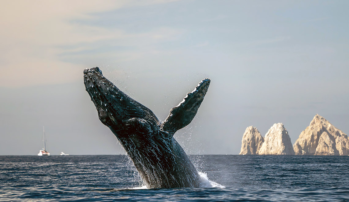 Salto de ballena jorobada en Baja California, México