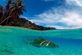 Polynesia