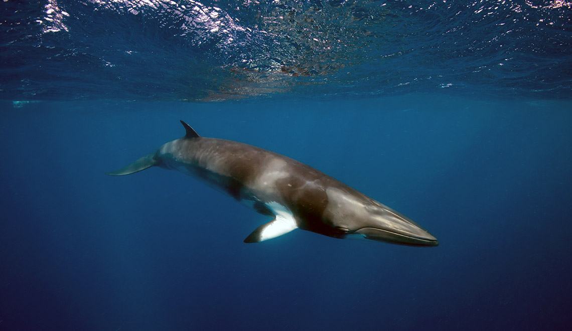 Una ballena minke