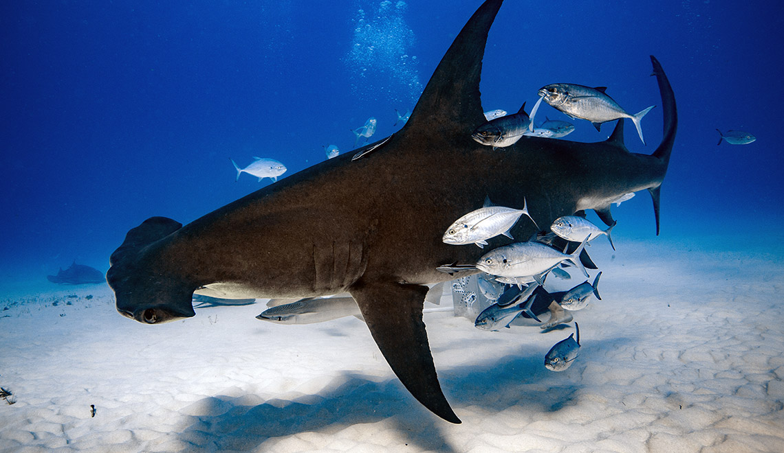 Great Hammerhead shark diving in the Bahamas