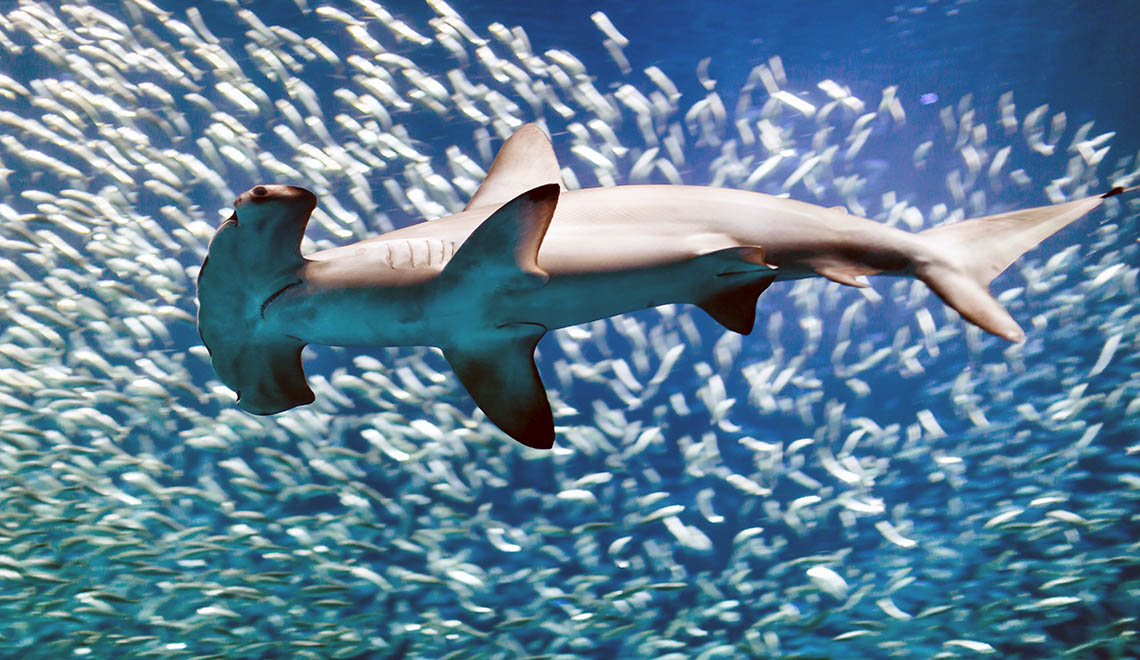 Hammerhead shark surrounded by fish