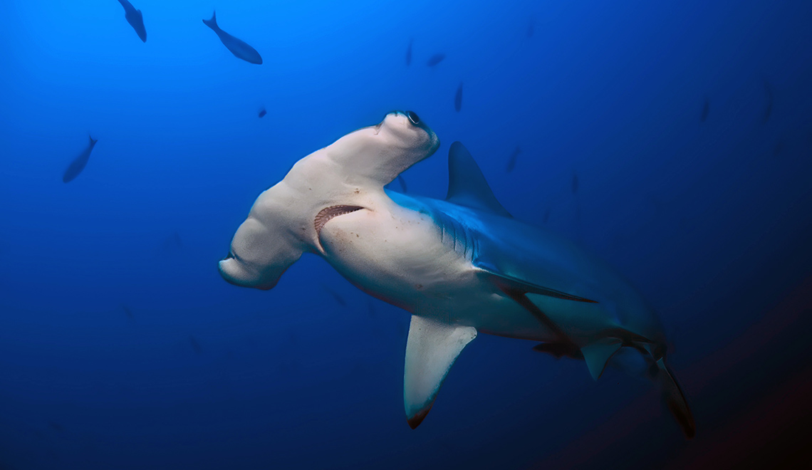 Scalloped Hammerhead shark
