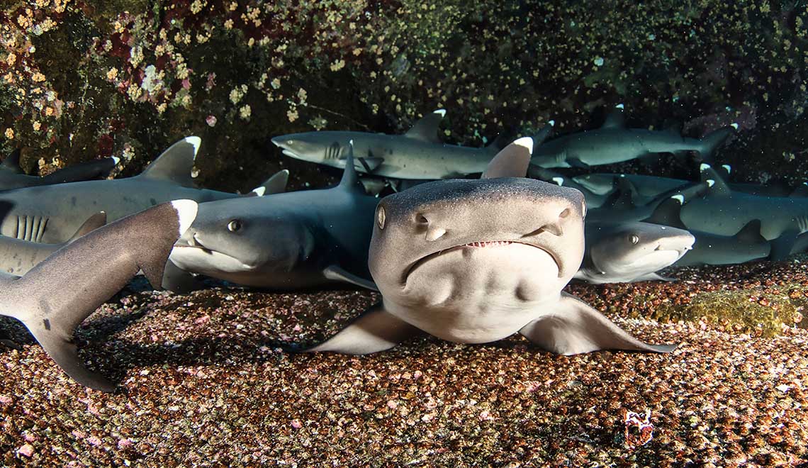 Рифовые акулы с белыми кончиками плавников на Галапагосах