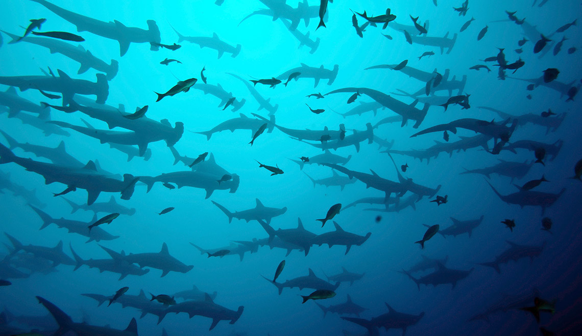 Hammerheads swimming in Galapagos
