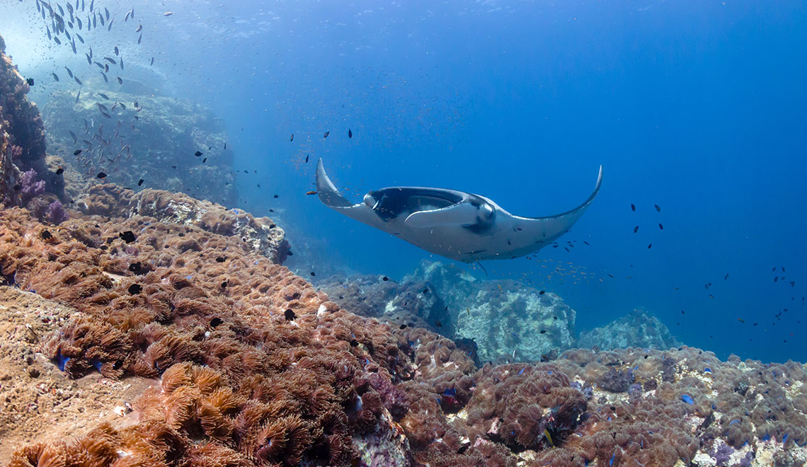 Manta Ray gliding gracefully over a coral reef