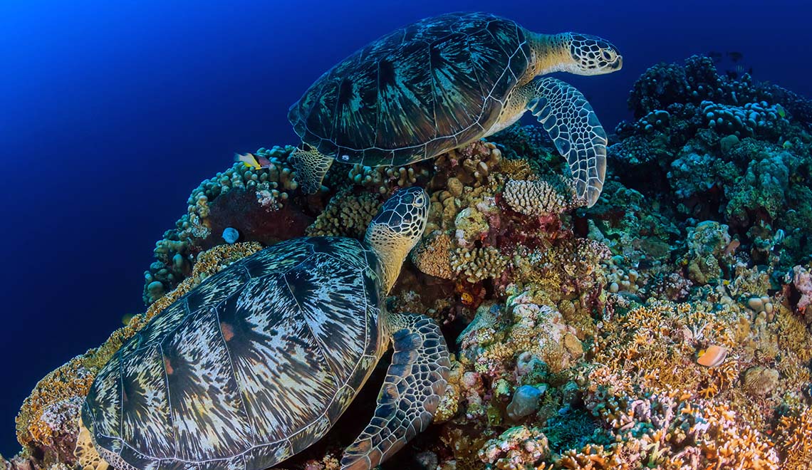 Best Places to Dive in August