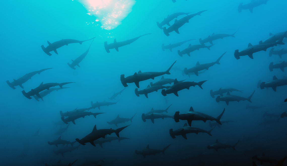 School of hammerhead sharks swimming in Maldives