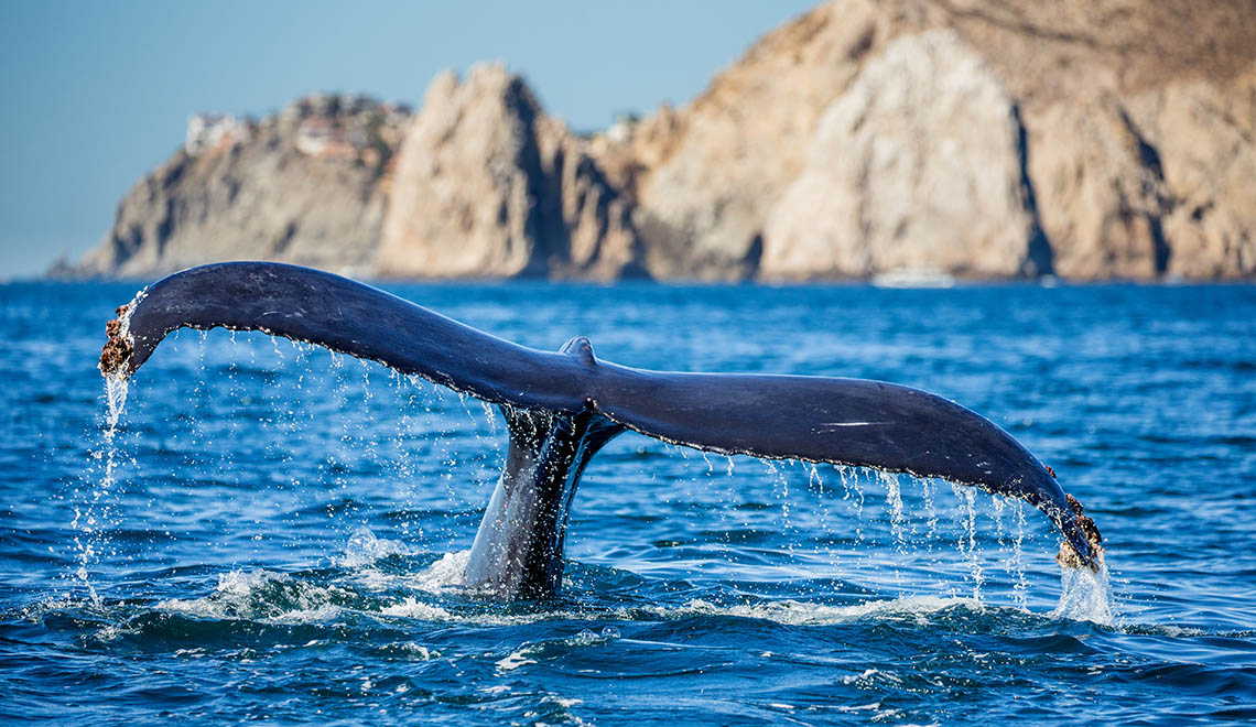 A cauda de uma baleia-jubarte no Mar de Cortez, México