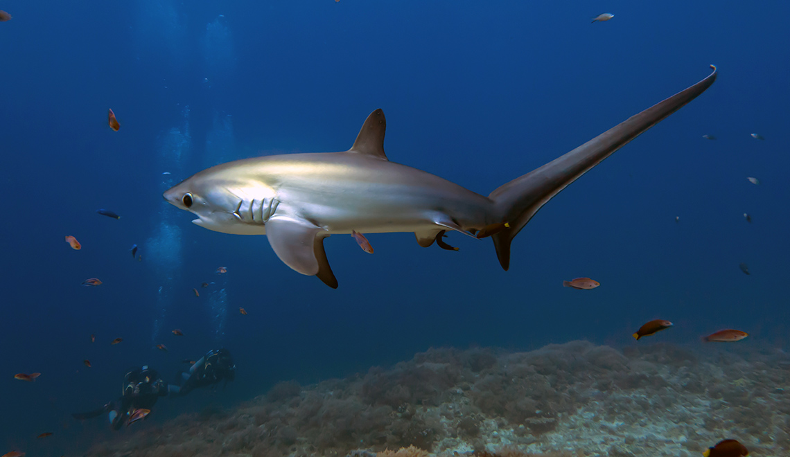 Thresher sharks in Malapascua