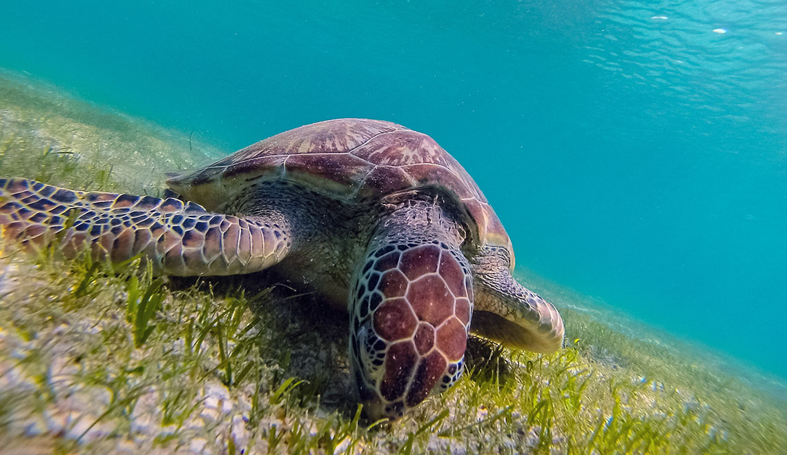 Зеленая морская черепаха ест морскую траву на Мальдивах