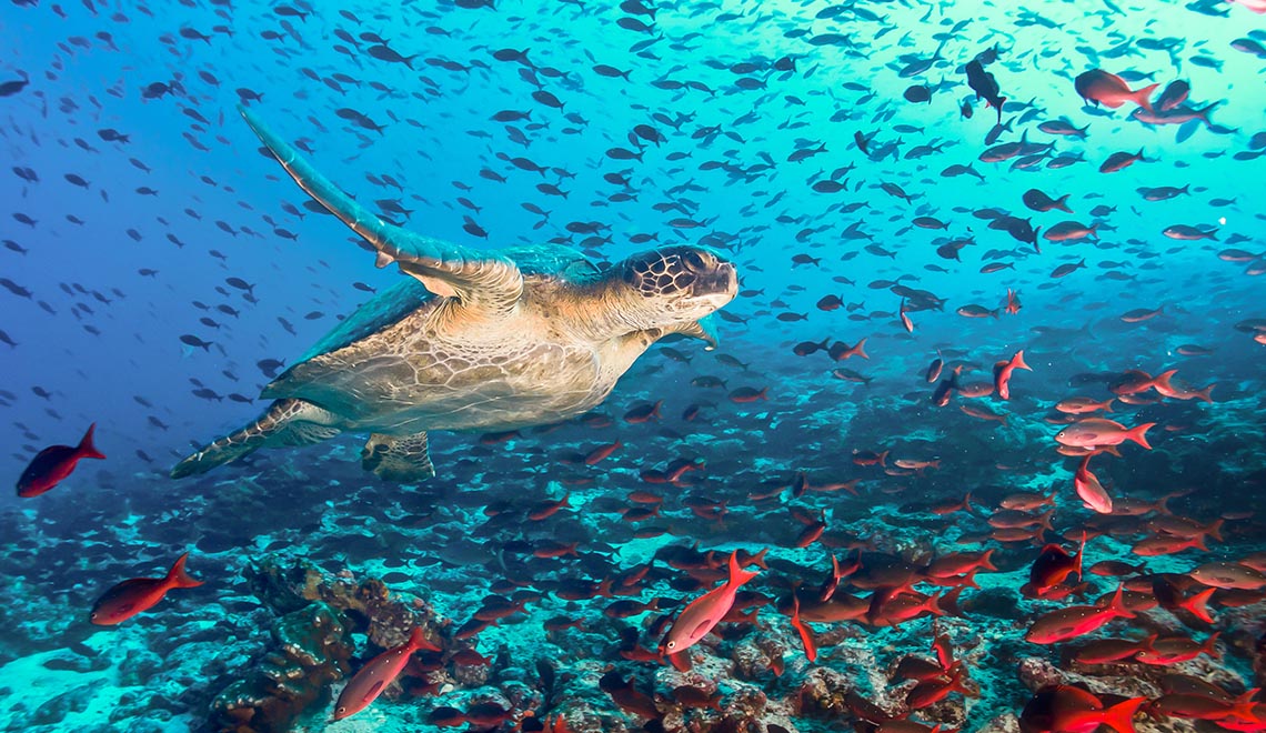Tartaruga marinha cercada por peixes nas Galápagos
