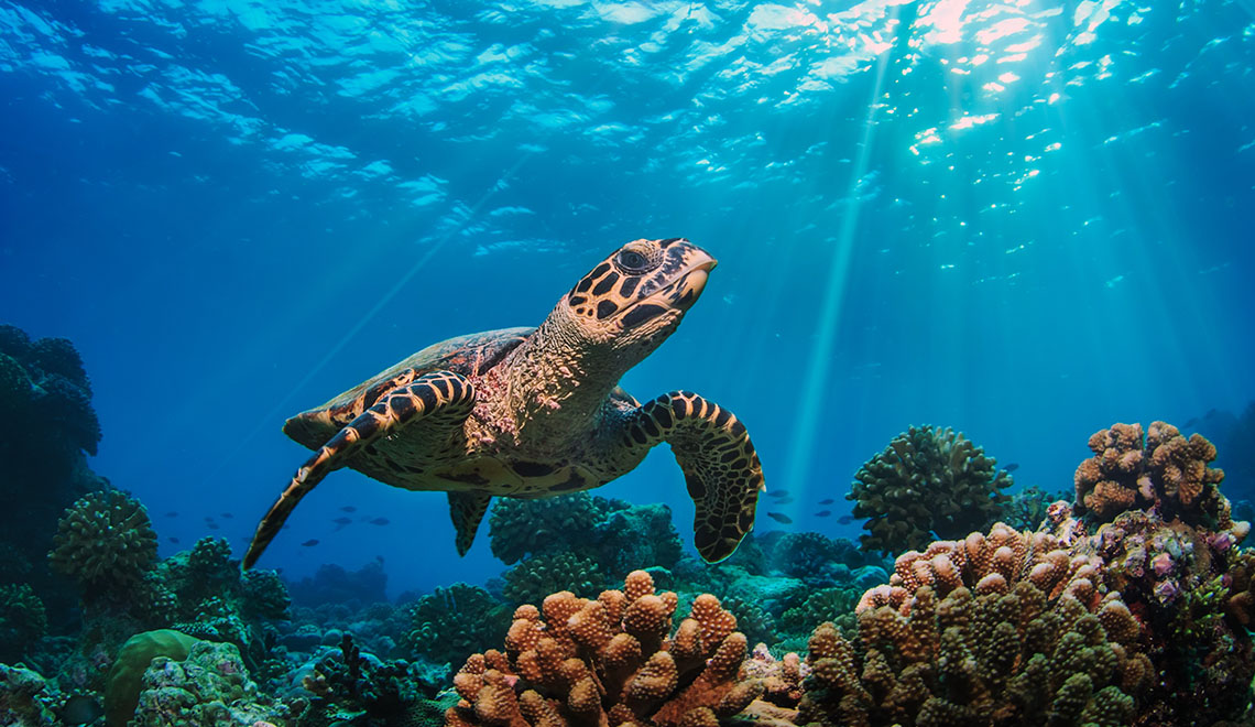 Tartaruga marinha deslizando sobre um recife de coral